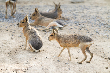 Mara, Lièvre de Patagonie, Lièvre des pampas