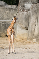 Girafon © OneClic