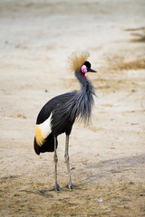 Grue couronée, Balearica pavonina