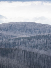 Regrowth tree covered hills after bushfires