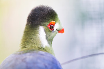 Touraco à joues blanches