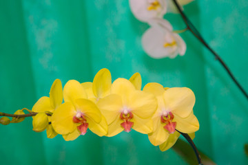 Fototapeta na wymiar orquidea amarela
