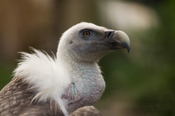Portrait d'un vautour