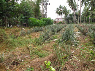 Fototapeta na wymiar The pineapple plantation in the valliage, Sri Lanka