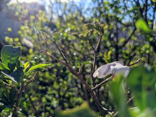 Hermosa flor en invierno