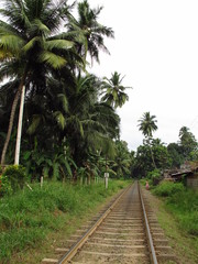 Obraz premium The pineapple plantation in the valliage, Sri Lanka