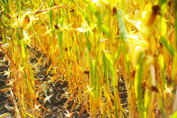 corn field at the beginning of the harvest