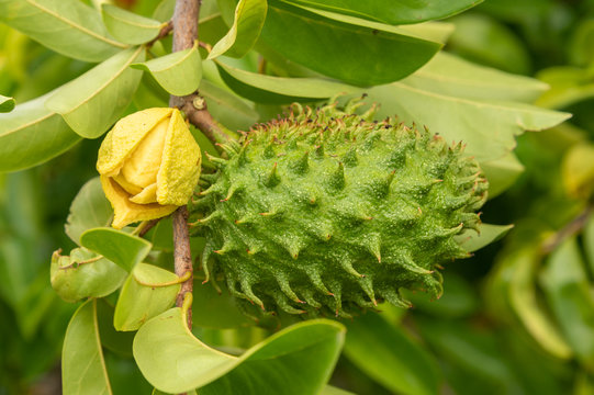 Soursop fruit on its trees