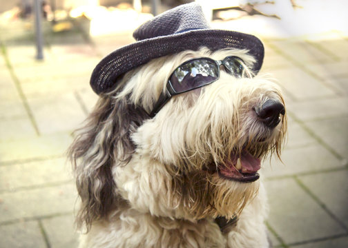 a portrait of an old english sheepdog puppy wearing hat and sunglasses, selective focus
