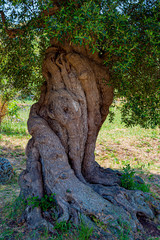 Trunk of old olive trees