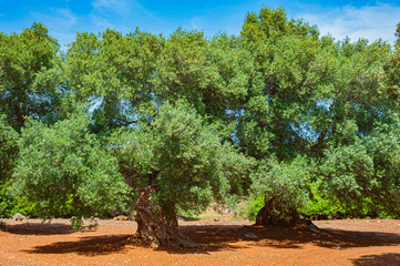 Trunk of old olive trees