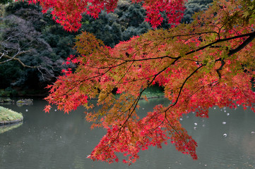 日本庭園の池と紅葉