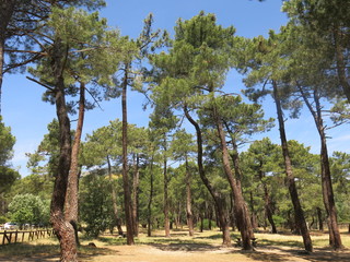 Bosque de pinos de los montes de madrid cerca de el escorial españa