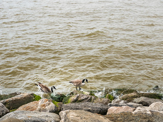 Two Canadian geese exit the brown colored water of the Hudson River after a swim and walk along the rocky shoreline.