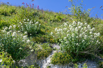 White Valerian (Centranthus ruber alba) growing on cliffs at Eastbourne