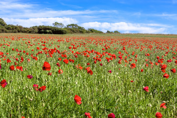 Fototapeta na wymiar Field of wind blown Poppies in Sussex