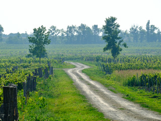 Fototapeta na wymiar A winding road stretching into the distance between rows of vines.