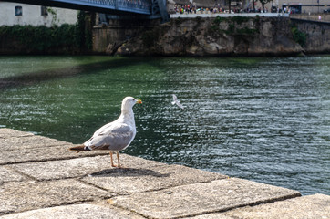 Gull  close-up in Porto city Portugal