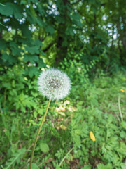 Close up of a white dandelion flower going to seed with lush green foliage trees and grass beyond.