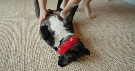 Cute playful french bulldog in living room