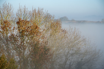 Fototapeta premium Bare tress in autumn mist near Shenington, Oxfordshire