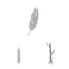 Vector illustration of rye and plant icon. Collection of rye and corn stock symbol for web.