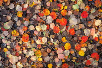 Background of colorful leaves. Autumn photo taken in the forest