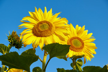 Sunflower field landscape. Sunflower field on sky background. Sunflower close up