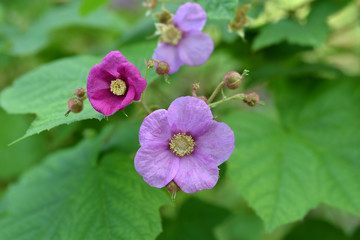 Obraz premium flowering raspberry flower in the garden