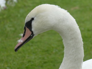swan looking out at the world