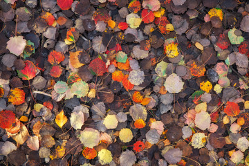 Background of colorful leaves. Autumn photo taken in the forest