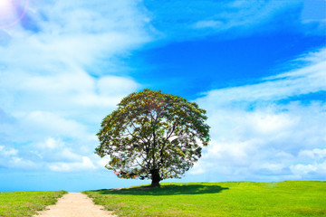 Plakat a big tree on a green hill