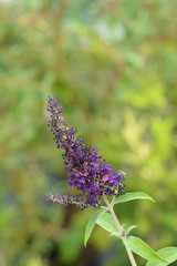 summer lilac flowers