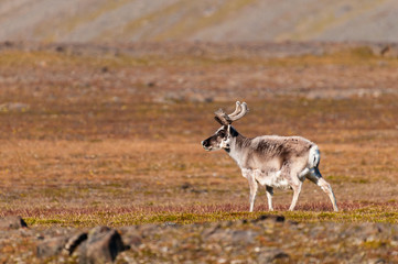 Reindeer in the hills of Barentsoya, Svalbard, Norway.