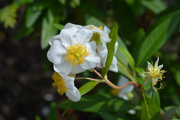 California tree anemone white flower in garden