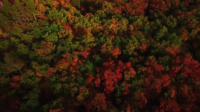 Aerial View of colourful autumn trees, Drone look down afer tilt up