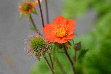 Dwarf orange avens flower in the garden