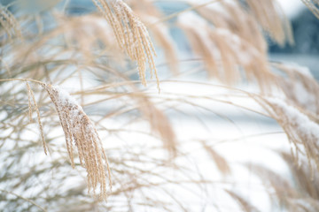 Decorative gentle ears in the fluffy snow in a snowy garden. soft selective focus.