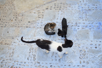 Moroccan Cats