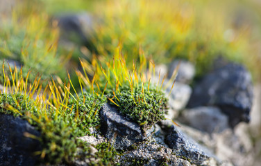 Moss and stones background
