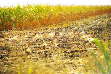 corn harvest