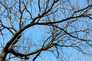 trees without leaves on blue sky
