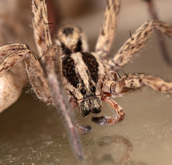 spider wolf in a native habitat