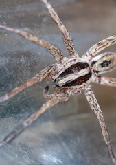 spider wolf in a native habitat