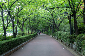 Obraz premium 서울 잠실 석촌호수공원