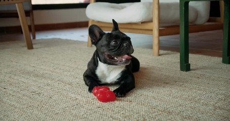 Cute playful french bulldog in living room