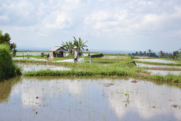Rizières de Bali