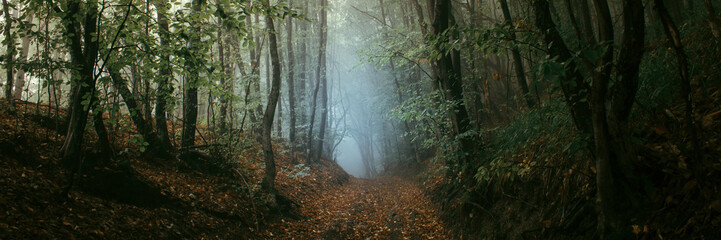 forest landscape panorama, road in forest with magical light