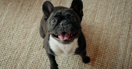 Cute playful french bulldog in living room