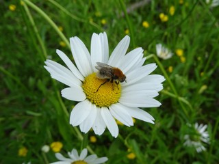 Obraz premium Baum-Hummel auf Margerite
